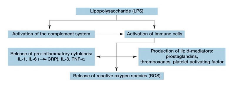 Endotoxins LPS