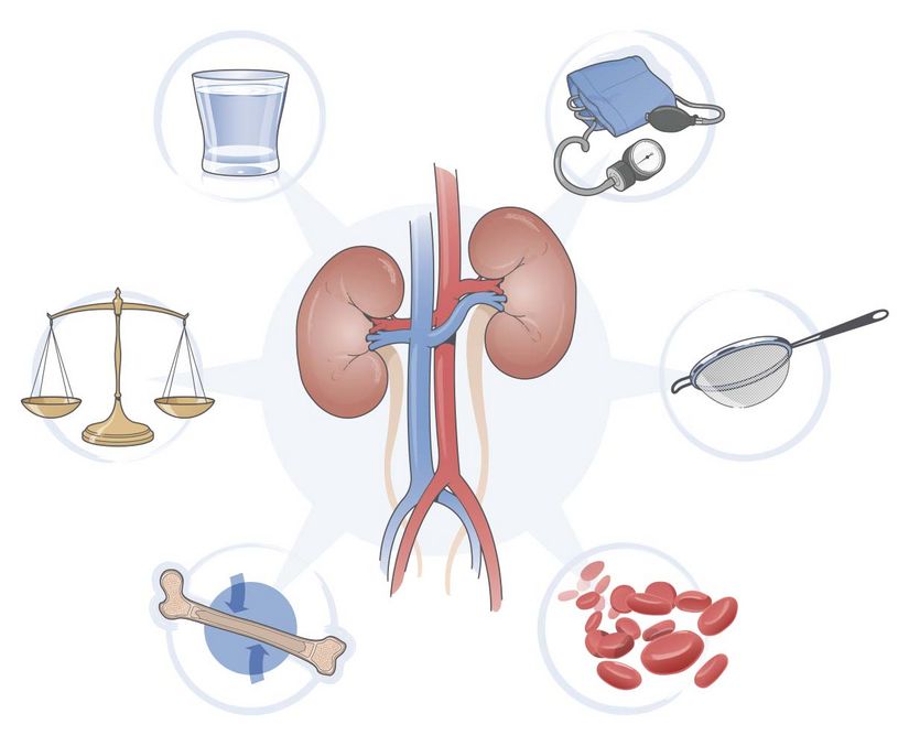 The functions of the kidneys